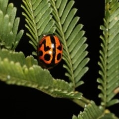 Peltoschema oceanica (Oceanica leaf beetle) at Forde, ACT - 7 Nov 2020 by kasiaaus