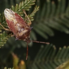 Oechalia schellenbergii (Spined Predatory Shield Bug) at Forde, ACT - 7 Nov 2020 by kasiaaus