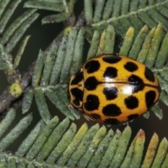 Harmonia conformis (Common Spotted Ladybird) at Forde, ACT - 7 Nov 2020 by kasiaaus