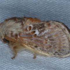 Pseudanapaea (genus) (A cup moth) at Forde, ACT - 6 Nov 2020 by jb2602