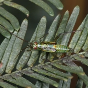 Miridae (family) at Forde, ACT - 7 Nov 2020 01:43 PM