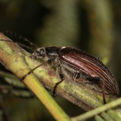 Homotrysis scutellaris (Darkling beetle) at Kenny, ACT - 7 Nov 2020 by kasiaaus