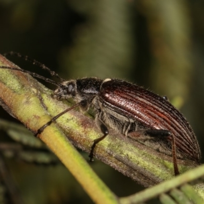 Homotrysis scutellaris (Darkling beetle) at Kenny, ACT - 7 Nov 2020 by kasiaaus