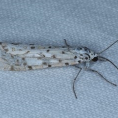 Utetheisa pulchelloides (Heliotrope Moth) at Forde, ACT - 6 Nov 2020 by jb2602