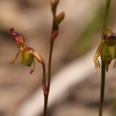 Caleana minor at Downer, ACT - 9 Nov 2020