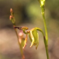 Caleana minor at Downer, ACT - 9 Nov 2020