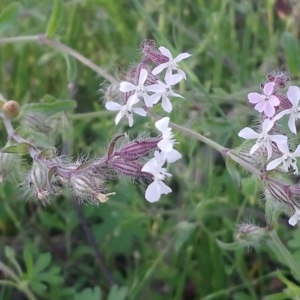 Silene gallica var. gallica at Kambah, ACT - 9 Nov 2020