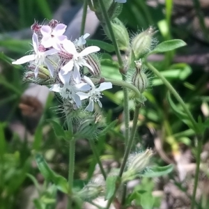 Silene gallica var. gallica at Kambah, ACT - 9 Nov 2020