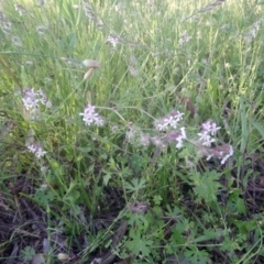 Silene gallica var. gallica at Kambah, ACT - 9 Nov 2020