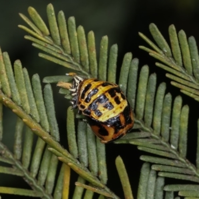 Harmonia conformis (Common Spotted Ladybird) at Forde, ACT - 7 Nov 2020 by kasiaaus