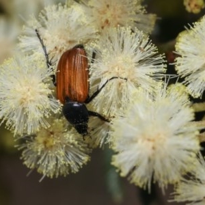 Phyllotocus rufipennis at Forde, ACT - 7 Nov 2020