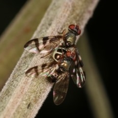 Rivellia sp. (genus) (Signal fly) at Forde, ACT - 7 Nov 2020 by kasiaaus
