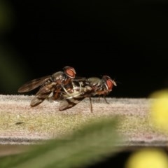 Rivellia sp. (genus) at Forde, ACT - 7 Nov 2020