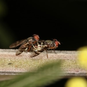 Rivellia sp. (genus) at Forde, ACT - 7 Nov 2020