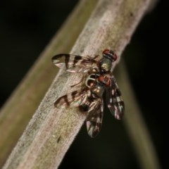 Rivellia sp. (genus) at Forde, ACT - 7 Nov 2020