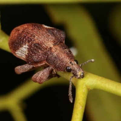 Gonipterus pulverulentus (Eucalyptus weevil) at Forde, ACT - 7 Nov 2020 by kasiaaus