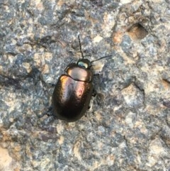Chrysolina quadrigemina (Greater St Johns Wort beetle) at Holt, ACT - 9 Nov 2020 by JaneR