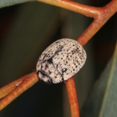 Trachymela sp. (genus) (Brown button beetle) at Forde, ACT - 7 Nov 2020 by kasiaaus