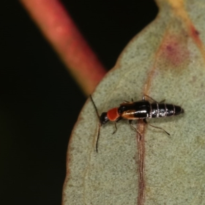 Carphurus sp. (genus) (Soft-winged flower beetle) at Forde, ACT - 7 Nov 2020 by kasiaaus