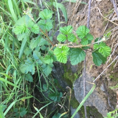 Rubus parvifolius (Native Raspberry) at Holt, ACT - 9 Nov 2020 by JaneR