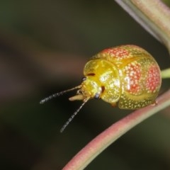 Paropsisterna fastidiosa (Eucalyptus leaf beetle) at Forde, ACT - 7 Nov 2020 by kasiaaus