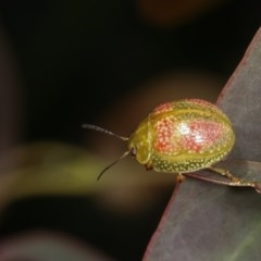 Paropsisterna fastidiosa at Forde, ACT - 7 Nov 2020