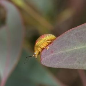 Paropsisterna fastidiosa at Forde, ACT - 7 Nov 2020