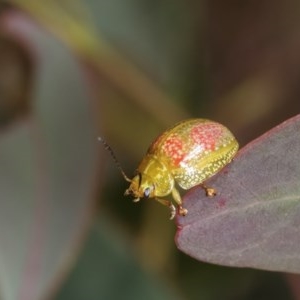 Paropsisterna fastidiosa at Forde, ACT - 7 Nov 2020