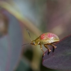 Paropsisterna fastidiosa at Forde, ACT - 7 Nov 2020