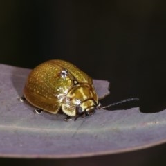 Paropsisterna cloelia at Forde, ACT - 7 Nov 2020 02:40 PM