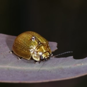 Paropsisterna cloelia at Forde, ACT - 7 Nov 2020 02:40 PM