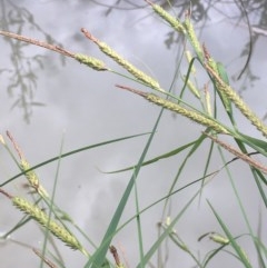 Carex gaudichaudiana (Fen Sedge) at Holt, ACT - 8 Nov 2020 by JaneR