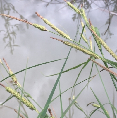 Carex gaudichaudiana (Fen Sedge) at Ginninderry Conservation Corridor - 9 Nov 2020 by JaneR
