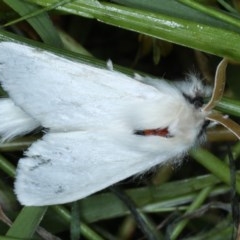 Trichiocercus sparshalli (Sparshall's Moth) at Forde, ACT - 6 Nov 2020 by jbromilow50