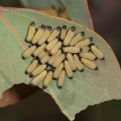 Paropsis atomaria (Eucalyptus leaf beetle) at Forde, ACT - 7 Nov 2020 by kasiaaus