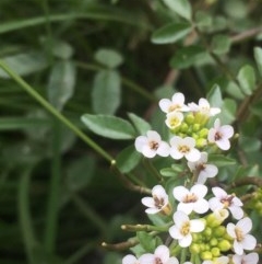 Rorippa nasturtium-aquaticum (Watercress) at Holt, ACT - 8 Nov 2020 by JaneR