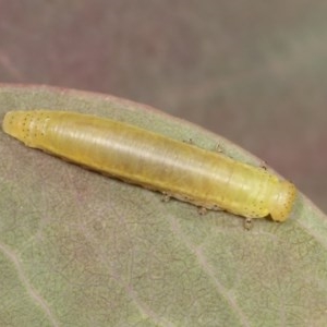 Paropsisterna sp. ("Ch11" of DeLittle 1979) at Forde, ACT - 7 Nov 2020