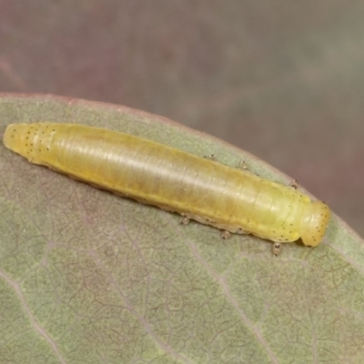 Paropsisterna sp. ("Ch11" of DeLittle 1979) (A leaf beetle) at Forde, ACT - 7 Nov 2020 by kasiaaus