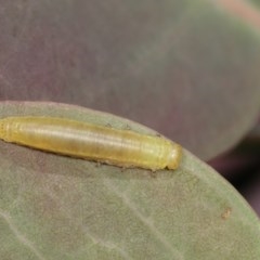 Paropsisterna sp. ("Ch11" of DeLittle 1979) at Forde, ACT - 7 Nov 2020