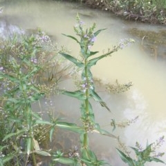 Veronica anagallis-aquatica (Blue Water Speedwell) at Holt, ACT - 8 Nov 2020 by JaneR