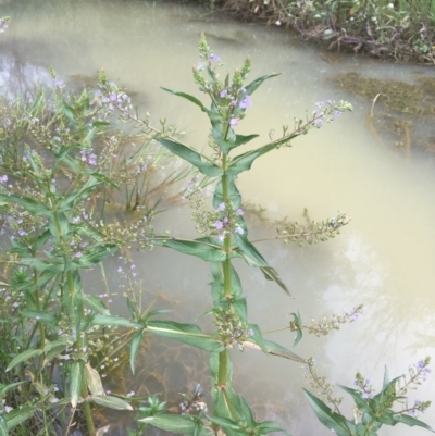 Veronica anagallis-aquatica (Blue Water Speedwell) at Holt, ACT - 8 Nov 2020 by JaneR