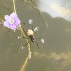 Pisauridae (family) (Water spider) at Holt, ACT - 8 Nov 2020 by JaneR