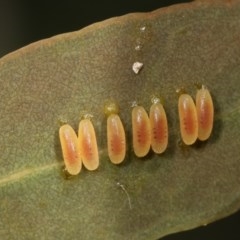 Paropsini sp. (tribe) (Unidentified paropsine leaf beetle) at Forde, ACT - 7 Nov 2020 by kasiaaus