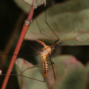 Leptotarsus (Macromastix) sp. (genus & subgenus) at Forde, ACT - 7 Nov 2020