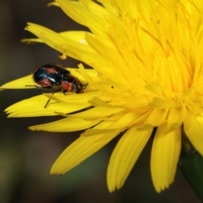 Dicranolaius villosus (Melyrid flower beetle) at Forde, ACT - 7 Nov 2020 by kasiaaus