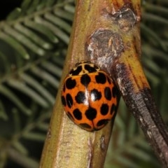 Harmonia conformis (Common Spotted Ladybird) at Forde, ACT - 7 Nov 2020 by kasiaaus