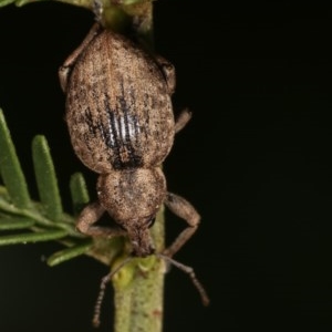 Perperus sp. (genus) at Forde, ACT - 7 Nov 2020