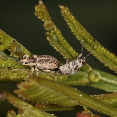 Titinia tenuis (Titinia weevil) at Forde, ACT - 7 Nov 2020 by kasiaaus