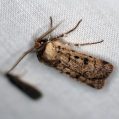 Agrotis porphyricollis (Variable Cutworm) at Forde, ACT - 6 Nov 2020 by ibaird