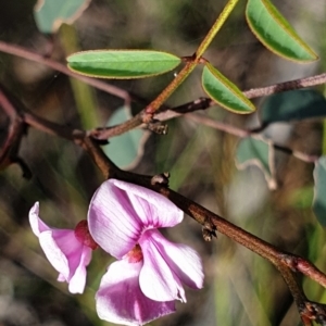 Indigofera australis subsp. australis at Cook, ACT - 7 Nov 2020 05:32 PM